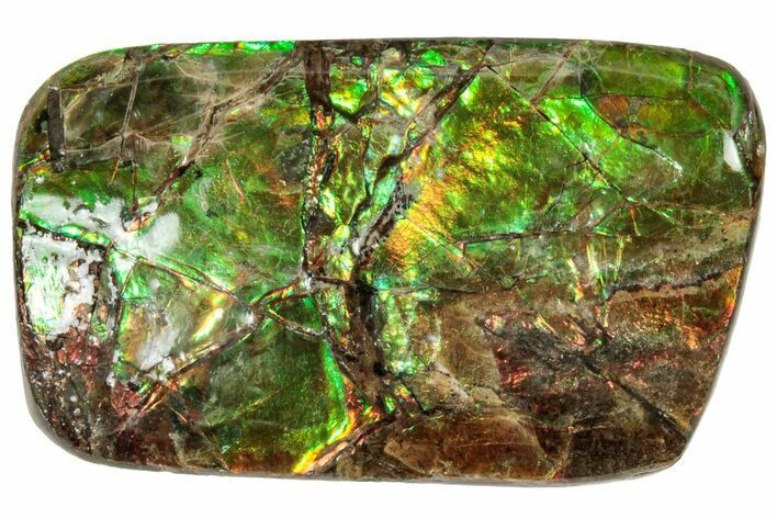 Iridescent Ammolite (Fossil Ammonite Shell) - Alberta #320794